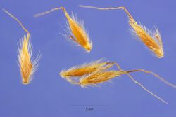 Sorghastrum nutans ARS-1.jpg