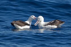 Southern Royal Albatrosses beaking - SE Tasmania.jpg