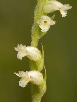 Spiranthes laciniata (cropped).jpg