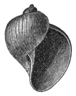 Stagnicola utahensis.jpg