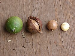 Starr-081111-0455-Macadamia integrifolia-different stages-Makawao-Maui (24299912723).jpg
