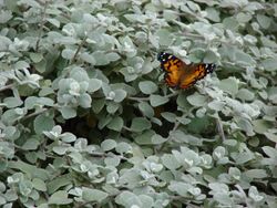 Starr 070621-7414 Helichrysum petiolare.jpg