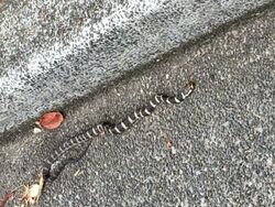 Stephens' Banded Snake on roadside