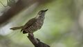 Stierling's wren-warbler, Calamonastes stierlingi, at Hoedspruite Wildlife Estate, Hoedspruit, Limpopo, South Africa. - 51824597935.jpg