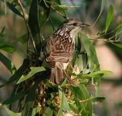 Striped Honeyeater Samcem.jpg