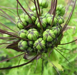 Tacca leontopetaloides - umbel.jpg