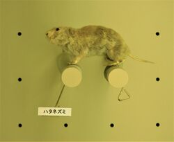 Taxidermy of Japanese grass vole, Tochigi pref. museum.jpg