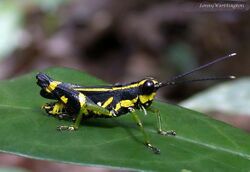 Traulia azureipennis azureipennis (Serville, 1838) (27401636677).jpg