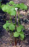 A clump of nodding trillium, photographed in Minnesota on 17 May