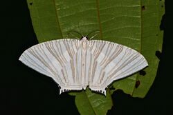 Uraniid Moth (Strophidia caudata) (22653121133).jpg