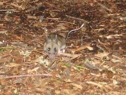 White-footed Mouse, Quetico.jpg