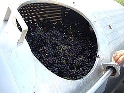 Whole cluster Pinot noir grapes loaded into wine press.jpg