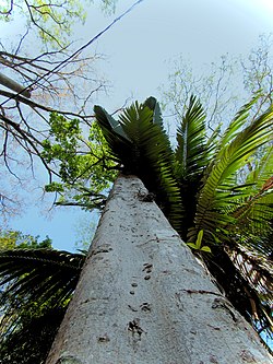 Árvore guatambu (Aspidosperma ramiflorum) por Jani Pereira.jpg