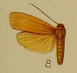 08-Ilema atrifons=Brunia antica (Walker 1854).JPG