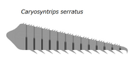 20191221 Radiodonta frontal appendage Caryosyntrips serratus.png