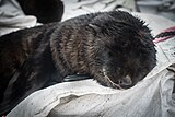 2021-02 Amsterdam Island - Subantarctic fur seal 64.jpg