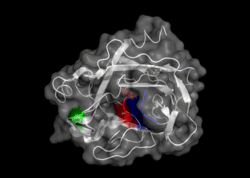 Hinge motion in disordered activation domain in Trypsinogen (PDB ID: 2PTN)