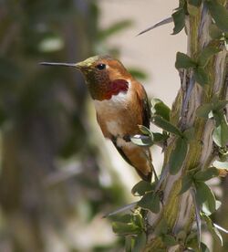 Allen's Hummingbird (Selasphorus sasin).jpg