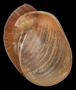 Amphibulima patula dominicensis shell.png