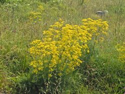 Apiaceae - Ferulago campestris.JPG