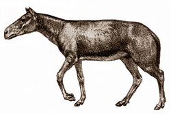 Archaeohippus.jpg