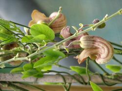 Aristolochia californica (16325126423).jpg