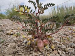 Astragalus aquilonius (4729822565).jpg