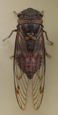 AustralianMuseum cicada specimen 09.JPG