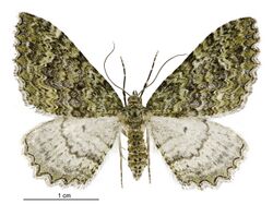 Austrocidaria umbrosa female.jpg