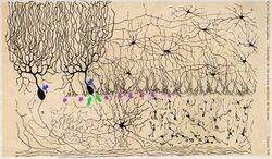 axo-axonic synapses in cerebellar cortex by Cajal