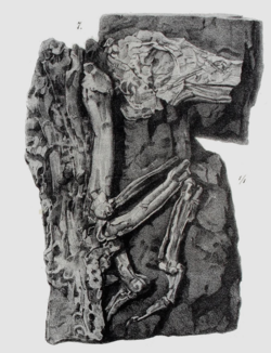 Bambolinetta figure from Gastaldi.png