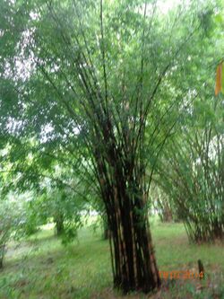 Bambusa polymorpha.jpg