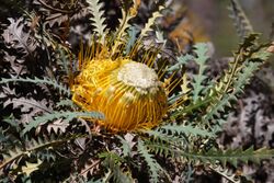 Banksia stuposa-4.JPG