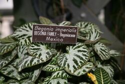 Begonia imperialis (3073317304).jpg