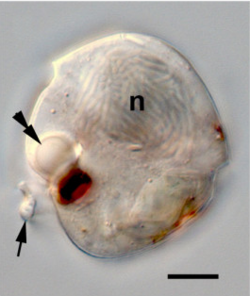 Bmc evol bio hoppenrath proterythropsis ocelloid fig1a.png