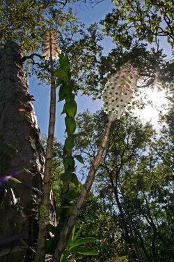 Bottlebrush Orchid - Coelandria smillieae.jpg