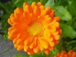 Calendula officinalis 0.0 R.jpg