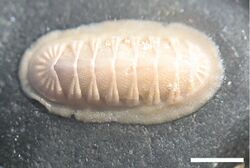"Callistochiton pulchellus" found in Playa el Pulpo, Chile. Scale bar = 2 cm
