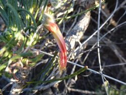 Calothamnus chrysanthereus (leaves, flowers).JPG