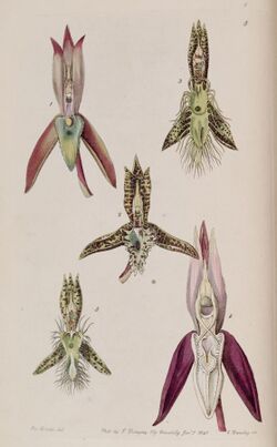 Catasetum callosum - cristatum (as cornutum) - barbatum - laminatum - lanciferum - Edwards vol 27 (NS 4) pl 5 (1841).jpg