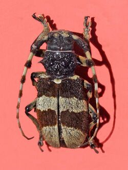 Cerambycidae - Arctolamia fasciata.jpg