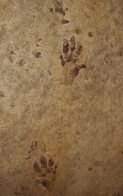 Cheirotherium prints possibly Ticinosuchus.JPG
