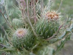 Cirsium brevistylum.jpg