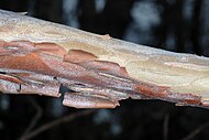 Close up of peeling cinnamon-colored bark of Clethra acuminata