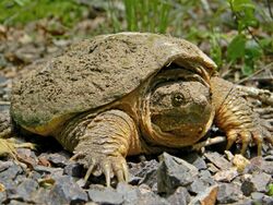Common Snapping Turtle Close Up.jpg