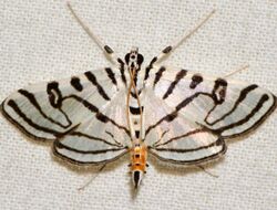 Conchylodes ovulalis - Zebra Conchylodes Moth (15873216737).jpg