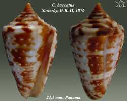 Conus baccatus 2.jpg