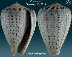 Conus glaucus 1.jpg