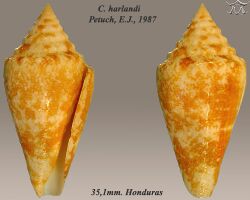 Conus harlandi 1.jpg
