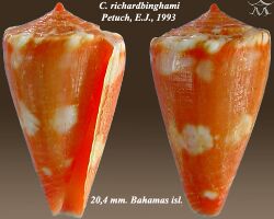 Conus richardbinghami 1.jpg